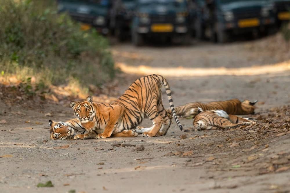 rajaji-tiger-reserve